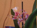 miltonia.JPG