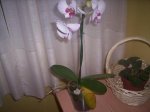 Imagen 03.JPG