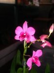 plantas diciembre 001PEKE.JPG