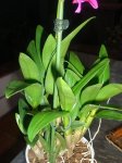 plantas diciembre 002PEKE.JPG