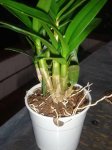 plantas diciembre 003PEKE.JPG
