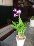 plantas diciembre 005PEKE.JPG
