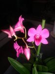 plantas diciembre 006PEKE.JPG
