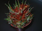 cactus navidad.JPG