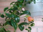 DSC00621.JPG