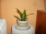 DSC01377.JPG