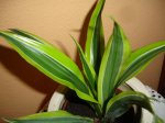 DSC01378.JPG