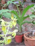 Catasetum fimbriatum planta.jpg