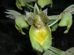 Catasetum fimbriatum flor.jpg