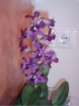 flores orqui1.jpg