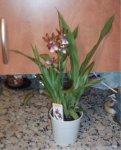 zygopetalum.jpg