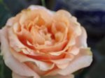 PC190269.JPG