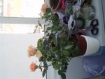 PC190266.JPG