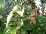 trpadora palta semillas.JPG