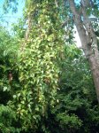 Enredadora de la palta.JPG
