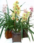 cymbidium.jpg