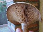 web2.gif