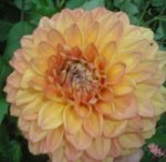 dalia 2006-12-17.jpg