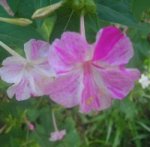 flor 2 2005-12-19.jpg