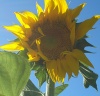 girasol 2006-12-08.jpg