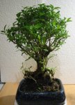 Bonsai LIDL 1.jpg