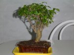 Ligustrun sinensis(5 años).JPG