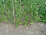 resized_DSC02588.jpg