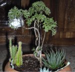 Mi arbol.JPG