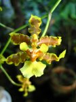 planta_2--Oncidium sp--01e.JPG