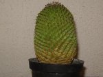 cactus 2.JPG