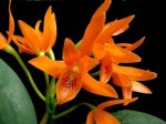 Cattleya%20aurantiaca%20796eW.jpg