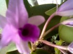 Imagen003.jpg