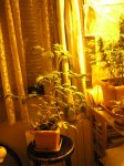 tomates.jpg