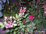 PIC_0055.JPG