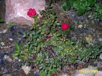 PIC_0053.JPG