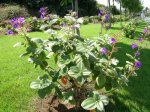 DSCN9226 tibouchina_urvilleana.jpg