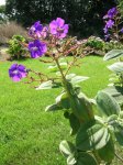 DSCN9228 tibouchina_urvilleana.jpg
