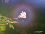 PIC_0173.JPG