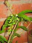 EPIDENDRUM PANICULATUM.jpg