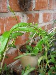 epidendrum paniculatum (capullos).jpg