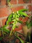 epidendrum paniculatum(flores).jpg