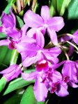 cattleyabowringiana1_29.jpg