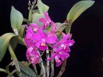 cattleya.jpg