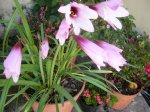 para info  jardin.JPG
