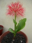 para INFO JARDIN.JPG