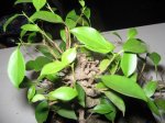 ficus.JPG