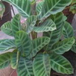 planta1 2006-12-23.jpg
