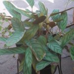 planta2 2006-12-23 002.jpg