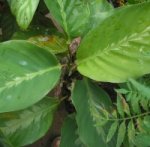 planta3 2006-12-24.jpg
