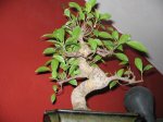 ficus retusa 4.JPG